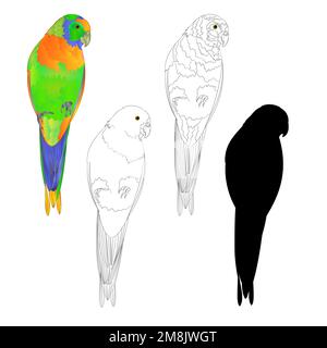 Sun Conure Parrot uccello tropicale naturale e contorno e silhouette su uno sfondo bianco vettore illustrazione modificabile disegno a mano Illustrazione Vettoriale