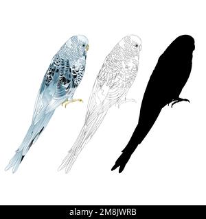 Budgerigar, parakeet animale domestico blu o parakeet guscio o animale domestico budgie naturale e contorno e silhouette su uno sfondo bianco vettore illustrazione editab Illustrazione Vettoriale