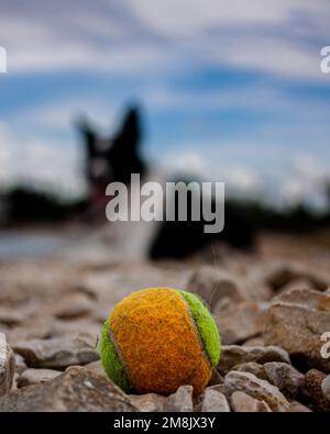 Un colpo blurry di collie di bordo che riposa sul terreno dopo il gioco attivo con una sfera di tennis Foto Stock