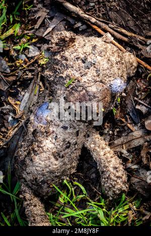 L'orso di Teddy del bambino si è lavato in su dopo un'inondazione del fiume. Sdraiato su una riva del fiume. Concetti - solitari, scartati, non amati, mancati, sporchi, lavato su. Primo piano. Foto Stock