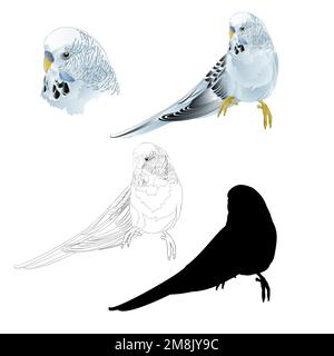 Budgerigar, parakeet animale blu o budgie o parakeet conchiglia domestico animale domestico naturale e contorno e silhouetteon uno sfondo bianco vintage vettore illustratio Illustrazione Vettoriale