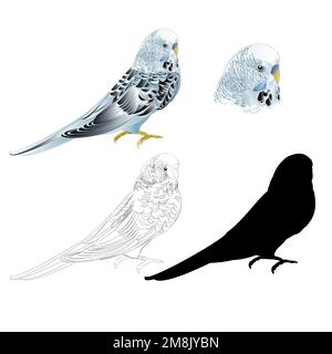 Uccello Budgerigar parakeet blu animale domestico parakeet o budgie o guscio parakeet domestico animale domestico naturale e contorno e silhouette su uno sfondo bianco vect vintage Illustrazione Vettoriale