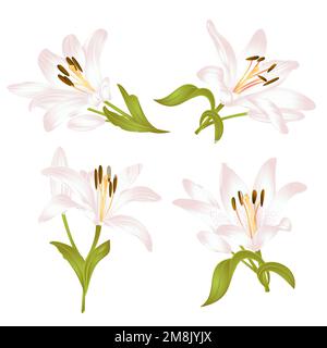 Bianco Lily Lilium candidum, fiore con foglie e germoglio su uno sfondo bianco impostare due vintage vettore illustrazione modificabile disegnato a mano Illustrazione Vettoriale