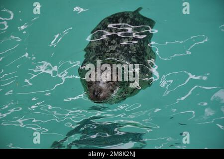 Un primo piano di porto di foche nuoto sott'acqua Foto Stock