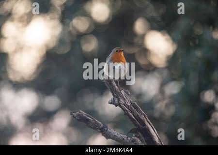 Un piccolo uccello robino (Erithacus rubecula) arroccato nei boschi all'alba. Foto Stock