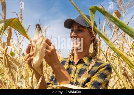 Buon contadino che sbuccia il pannocchie di mais e controlla la qualità prima del raccolto. Agronomo in campo di mais. Attività agricola Foto Stock