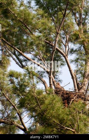 Vadnais Heights, Minnesota. Un pulcino di Aquila Bald, Haliaeetus leucocephalus guardando fuori dal nido. Foto Stock