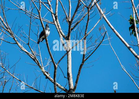 Florida. Parco Nazionale delle Everglades. Adulto maschio Belted Kingfisher, (Megaceryle alcyon) arroccato in un albero che domina un canale nelle everglades. Foto Stock