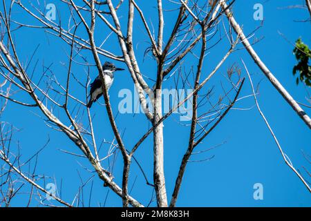 Florida. Parco Nazionale delle Everglades. Adulto maschio Belted Kingfisher, (Megaceryle alcyon) arroccato in un albero che domina un canale nelle everglades. Foto Stock