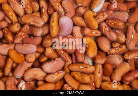 Primo piano fagioli di rene imbevuti in acqua Foto Stock