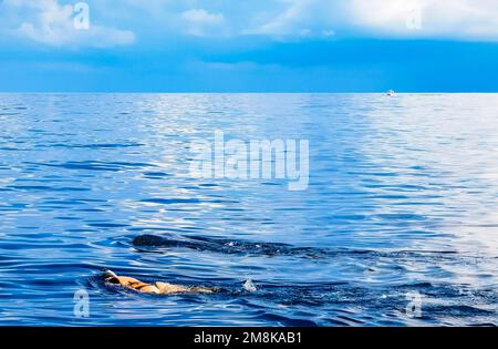 Enorme e bellissimo squalo balena nuota sulla superficie dell'acqua durante il tour in barca a Cancun Quintana Roo Messico. Foto Stock