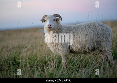 La pecora Skudde pelliccia (Ovis aries) con corna curve in piedi nel campo sull'erba di giorno Foto Stock