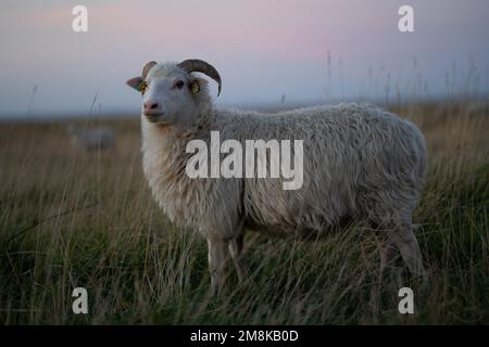 La pecora Skudde pelliccia (Ovis aries) con corna curve in piedi nel campo sull'erba di giorno Foto Stock