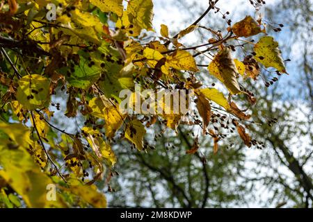 Le foglie autunnali diventano gialle e si asciugano sui rami di tiglio con i semi. Messa a fuoco selettiva. Giorno di sole. Foto Stock