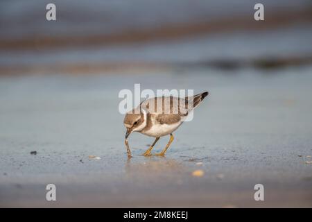 Aragata sulla spiaggia mangiare un verme in autunno, da vicino, Foto Stock