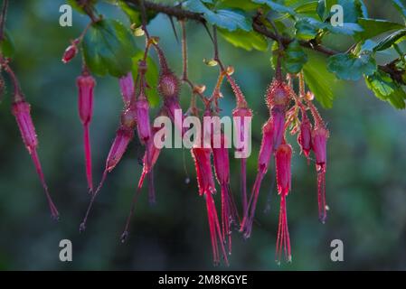 Un ramo di fiori di uva rossa nella luce del sole. Foto Stock