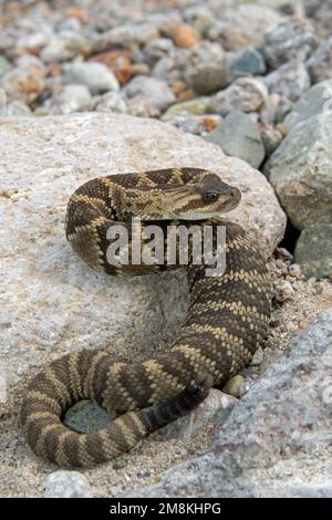 Rattlesnake giovane dalla coda nera (Crotalus molossus) con pancia completa Foto Stock