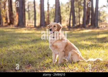 Golden Retriever cane godere all'aperto Foto Stock