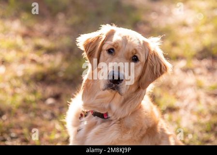 Golden Retriever cane godere all'aperto Foto Stock