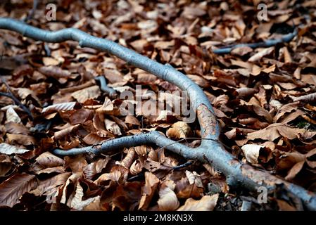 fondo stagionale ramo secco di faggio su foglie cadute Foto Stock