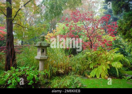 Incredibile paesaggio nebbioso nel giardino giapponese a Leverkusen. Lanterna e foglie rosse di acero giapponese - colore foglia autunno! ed altre piante : felce, cypres Foto Stock