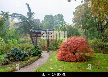 Incredibile paesaggio nebbioso in un giardino giapponese con porta Torii a Leverkusen e erba verde a fine ottobre. Foglie rosse di acero giapponese e di fa Foto Stock