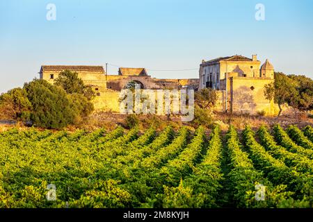 Marsala, Sicilia, Italia - 8 luglio 2020: Vigneti e casale in background a Marsala in Sicilia Foto Stock