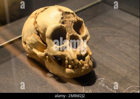 Homo floresiensis. Cranio e mandibola inferiore (calchi). Dalla grotta di Liang Bua, Flores Island, Indonesia. In mostra al Museo di Scienze naturali di Bruxelles. Foto Stock