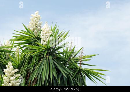 Yucca gigantea (Yucca elephantipes, Yucca guaternalensis) - una specie di yucca. Fiori bianchi contro il cielo, copia spazio Foto Stock