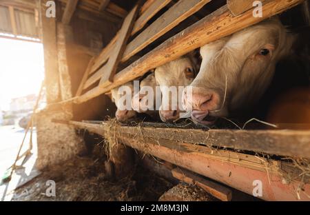 Mucche in un fienile di mucche di legno alle alpi, baviera Foto Stock