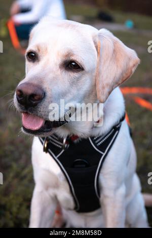 Un colpo verticale di un simpatico cane Labrador seduto con la lingua fuori su sfondo sfocato Foto Stock