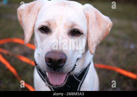 Un primo piano di un simpatico cane Labrador che apre la bocca su sfondo sfocato Foto Stock