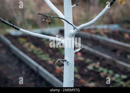 Corteccia imbiancata di albero di mela che cresce in casa biologica Foto Stock