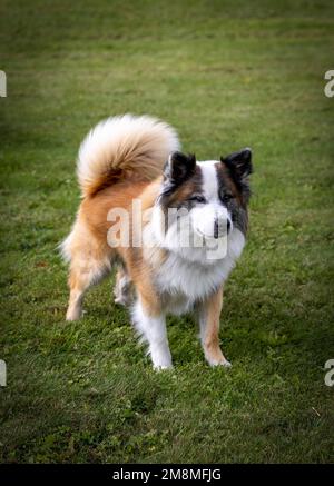 Orgoglioso cane da pastore islandese Foto Stock