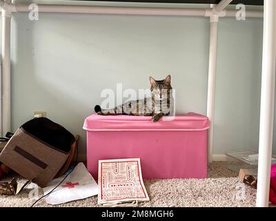 Morphy il gatto di tabby Foto Stock
