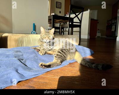 Morphy il gatto tabby prendere il sole Foto Stock
