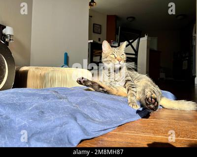 Morphy il gatto tabby prendere il sole Foto Stock