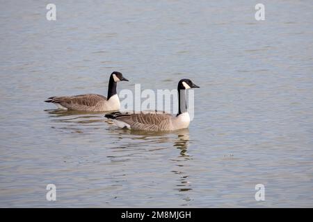 Un paio di oche canadesi sul fiume Foto Stock