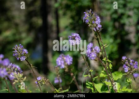 Cardo alpino (Cicerbita alpina), numerose infiorescenze, Lenzkirch, Foresta Nera, Germania Foto Stock