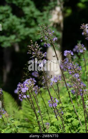 Cardo alpino (Cicerbita alpina), numerose infiorescenze, Lenzkirch, Foresta Nera, Germania Foto Stock