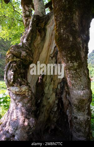 Acero di Sycamore (Acer pseudoplatanus), tronco scavato di un vecchio albero, Schwangau, Germania Foto Stock