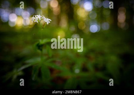 Woodruff (Galium odoratum) o cannuccia profumata sul pavimento della foresta con riflessi luminosi sullo sfondo, Mindelheim, Unterallgaeu, Baviera, Germania Foto Stock