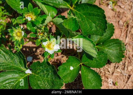 Piante di fragole con fiori bianchi in giardino. Foto Stock