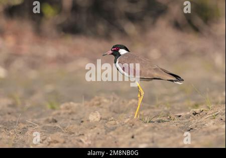 Il lapwing rosso-wattled è un lapwing asiatico o un grande spiondido, un wader della famiglia Charadriidae. Foto Stock