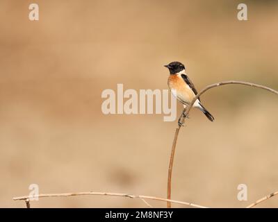 Stonechat appollaiato sul ramo. stonechat Siberiano. stonechat asiatico. Foto Stock