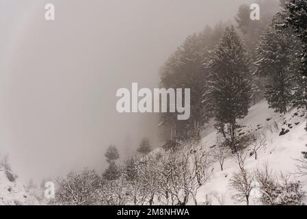 Srinagar, India. 15th Jan, 2023. Una montagna e gli alberi visti coperti di nebbia pesante dopo una forte nevicata nella periferia di Srinagar. A causa delle forti nevicate, ci sono state valanghe multiple in diversi luoghi del Kashmir. Il periodo di 40 giorni dal 21 dicembre al 31st gennaio, noto anche come Chilai Kalan, in Kashmir è considerato il più cruciale quando nevica la condizione peggiora ulteriormente. Credit: SOPA Images Limited/Alamy Live News Foto Stock