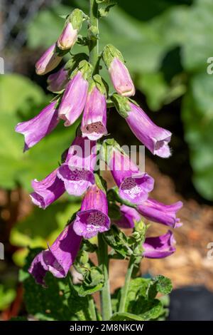 Issaquah, Washington, Stati Uniti. Guanto di volpe in fiore Foto Stock