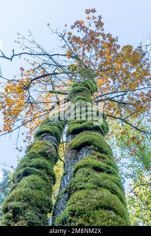 Mirrormont County Park, Issaquah, Washington, Stati Uniti. Guardando verso l'alto su un tronco coperto di muschio di un albero di acero di Big-Leaf in autunno. Foto Stock