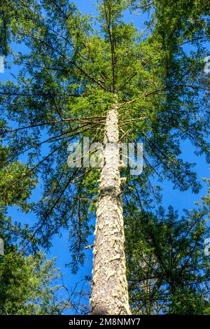 May Valley County Park, Issaquah, Washington, Stati Uniti. Guardando in su agli alberi di abete Douglas. Foto Stock