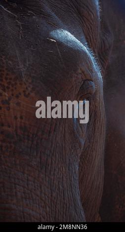 Un'immagine ravvicinata di un elefante che innaffia gli occhi, foto scattata dal campo degli elefanti a Coorg, Karnataka, India Foto Stock